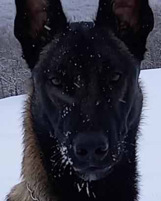 Pastore belaga malinois