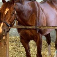 Purosangue inglese Stagione di monta 2026