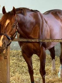 Purosangue inglese Stagione di monta 2026