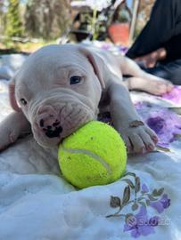 Cucciolo dogo argentino