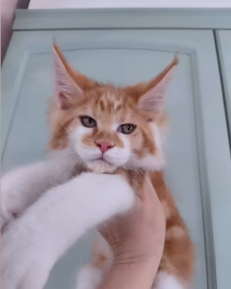 Maine coon