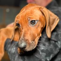 Cucciola di Rhodesian ridgeback con pedigree