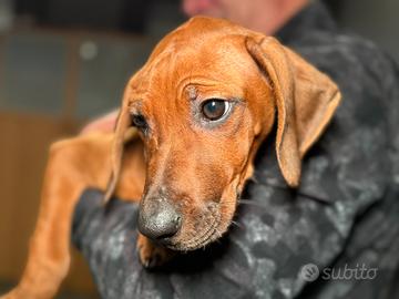 Cucciola di Rhodesian ridgeback con pedigree