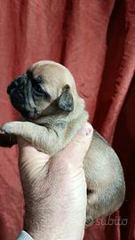 Bulldog francese