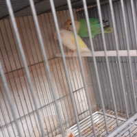 Inseparabili Roseicollis