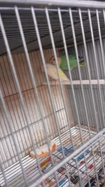 Inseparabili Roseicollis