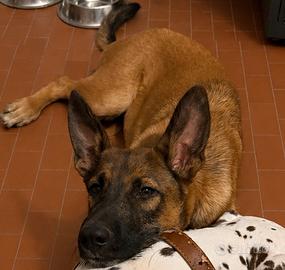 Incrocio pastore tedesco e malinois