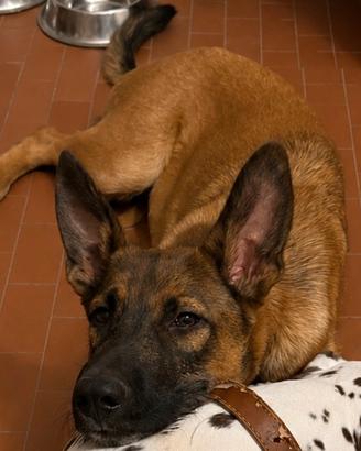 Incrocio pastore tedesco e malinois