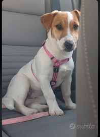 Cuccioli Jack Russell Terrier