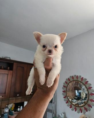 Chihuahua