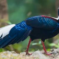 Coppia di fagiani di swinhoe