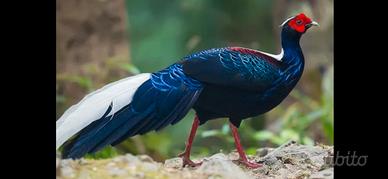 Coppia di fagiani di swinhoe