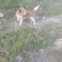 Besset 8mesi avviato caccia