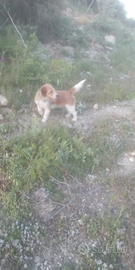 Besset 8mesi avviato caccia