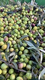 oliveti per raccolta a mezzadria o gestione