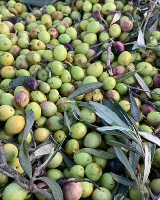 oliveti per raccolta a mezzadria o gestione