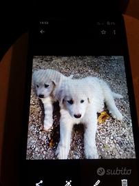 Cuccioli di maremmano abruzzese