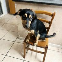 Dolcissimo cucciolo in adozione