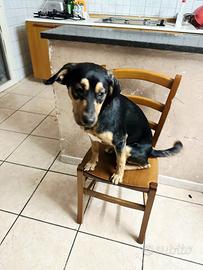 Dolcissimo cucciolo in adozione