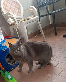   gatti