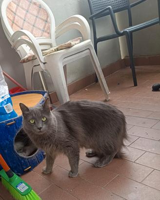   gatti