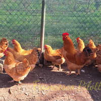 Robusta lionata e maculata