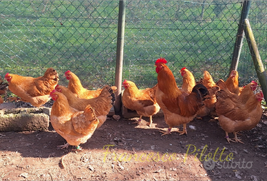 Robusta lionata e maculata