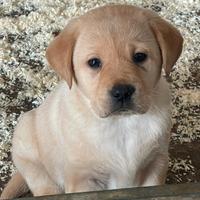 Cuccioli di labrador retriever