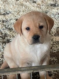 Cuccioli di labrador retriever