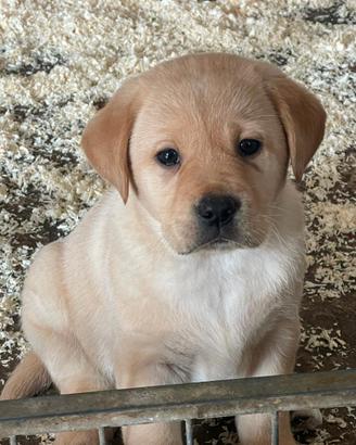 Cuccioli di labrador retriever