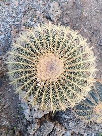 Echinocactus grusonii (Cuscino di suocera) – 50 cm