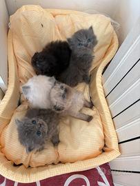 Maschietti e femminucce di gatto Persiano