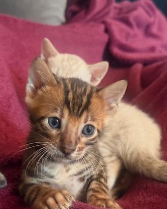 Gatto del bengala