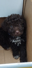 Disponibile lagotto