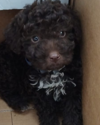 Disponibile lagotto