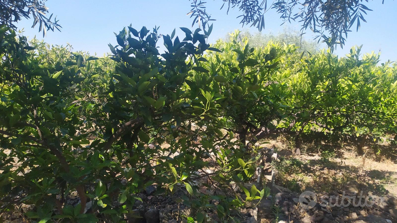 Vendita terreno agricolo - Vista 5