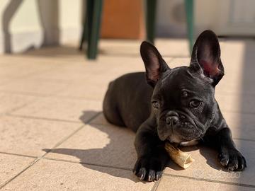 Cuccioli di Bulldog francese