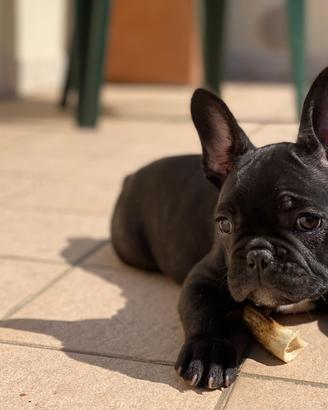 Cuccioli di Bulldog francese