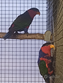 Coppia lori cappuccionero