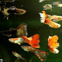 Guppy adulti