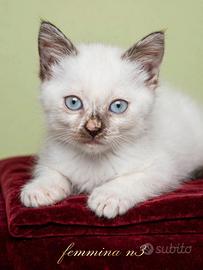 Meravigliosi Gattini Siamesi