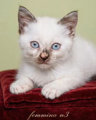 Meravigliosi Gattini Siamesi