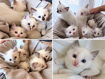 Cuccioli Ragdoll senza pedigree 3Maschi, 3Femmine