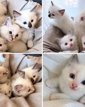 Cuccioli Ragdoll senza pedigree 3Maschi, 3Femmine