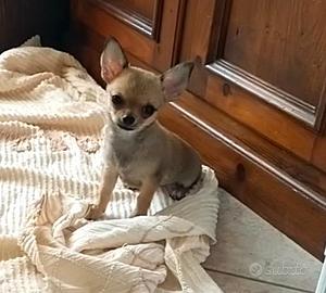 Chihuahua femmina mini