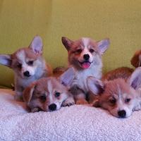 Cuccioli di corgi