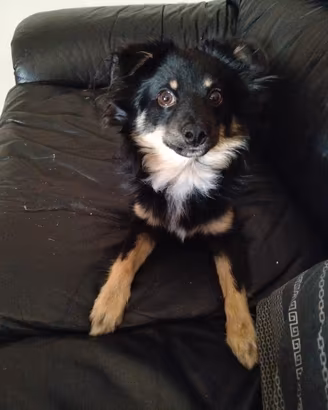 cagnolino