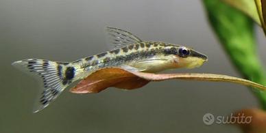 OTOCINCLUS affinis - PANGIO kuhlii