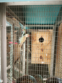 Coppia di parrocchetti dal collare