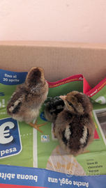 Mericanel della brianza